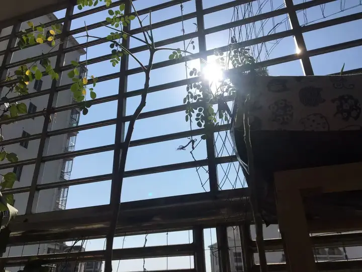 四川种植辣木致富_辣木种植前景_四川可以种植辣木籽吗