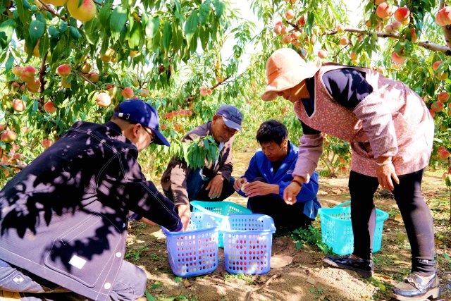 种植冬桃效益怎样_致富种植冬桃视频_冬桃种植致富经