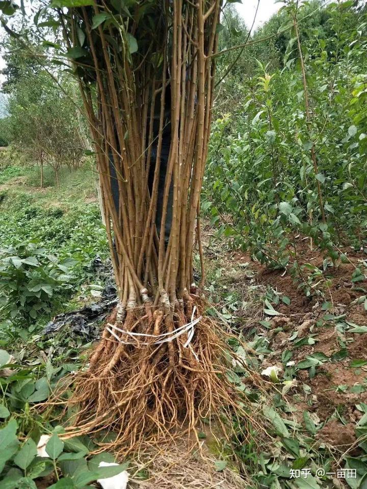 辣木种植前景_四川可以种植辣木籽吗_四川种植辣木致富