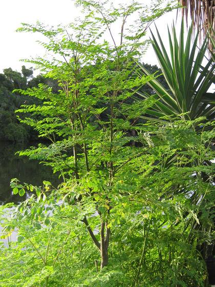 四川种植辣木致富_四川辣木籽种植基地_辣木种植投资是骗局吗