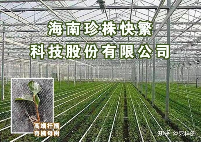 四川种植辣木致富_四川辣木籽种植基地_四川可以种植辣木籽吗