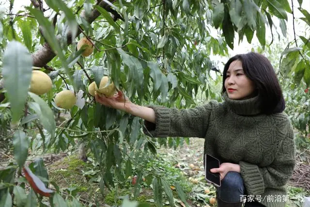 冬桃种植致富经_种植冬桃效益怎样_致富种植冬桃怎么样