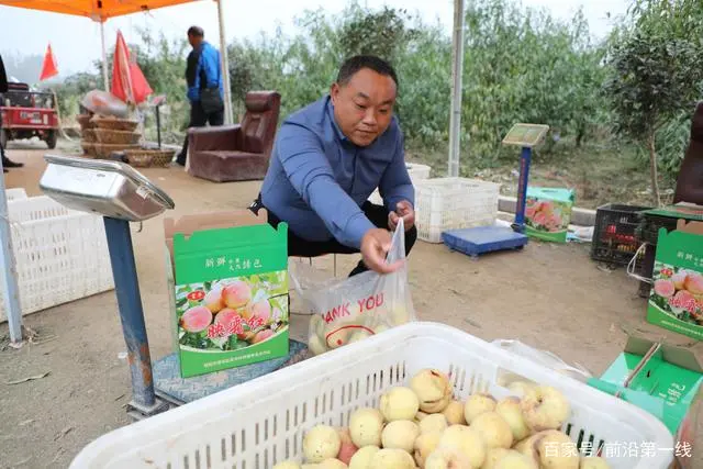 致富种植冬桃怎么样_冬桃种植致富经_种植冬桃效益怎样