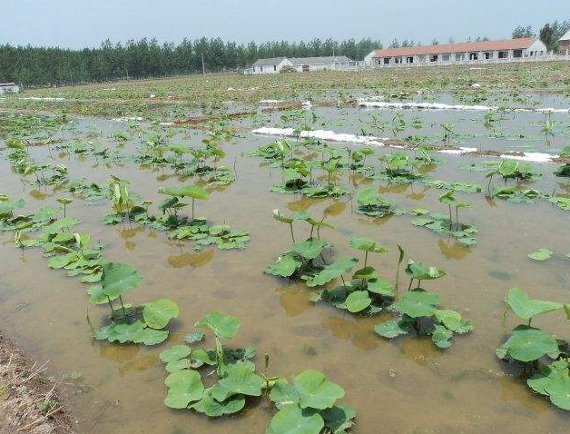 莲藕栽培类型，及 ‘鄂莲5号’的栽培技术，步骤清晰简单易学