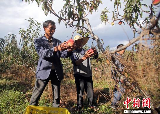 四川泸沽湖畔舍垮村：冬桃种植助力脱贫摘帽