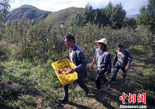 冬桃种植致富经_冬桃种植视频致富经_致富种植冬桃怎么样