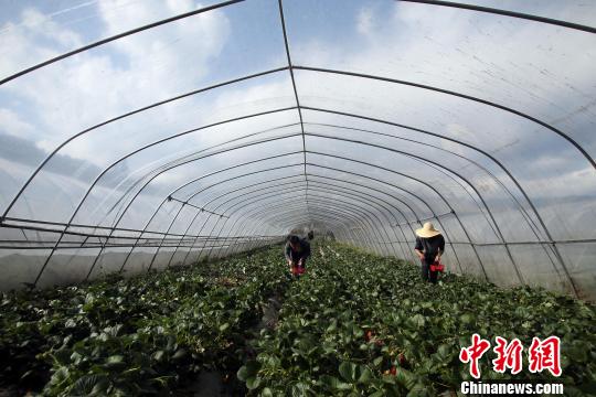 冬桃种植致富经_致富种植冬桃怎么样_冬桃种植视频致富经