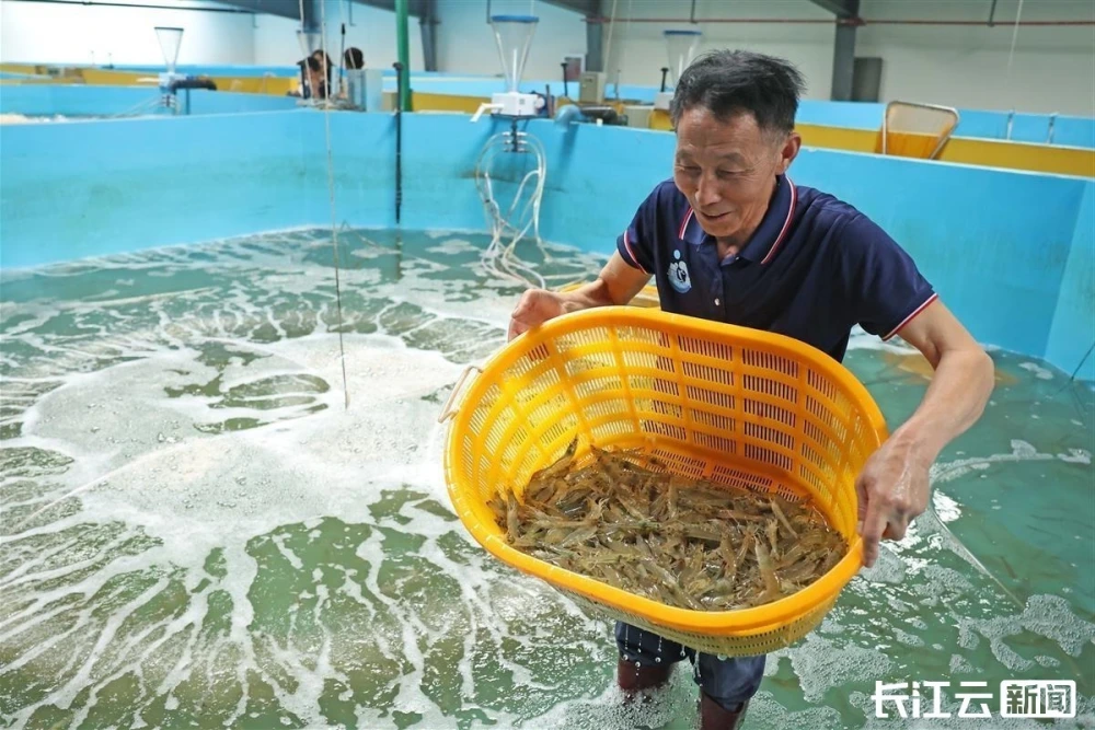 淡水养殖鳗鱼技术可以做什么_淡水鳗鱼养殖技术视频_鳗鱼可以淡水养殖技术