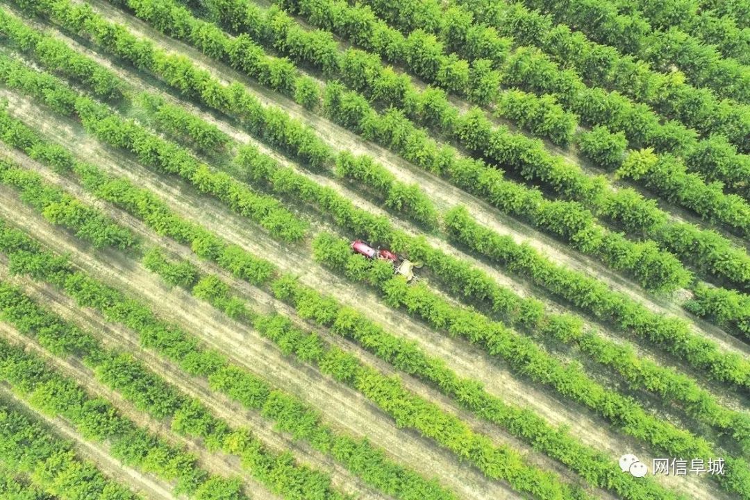 致富种植冬桃图片_冬桃种植视频致富经_冬桃种植致富经