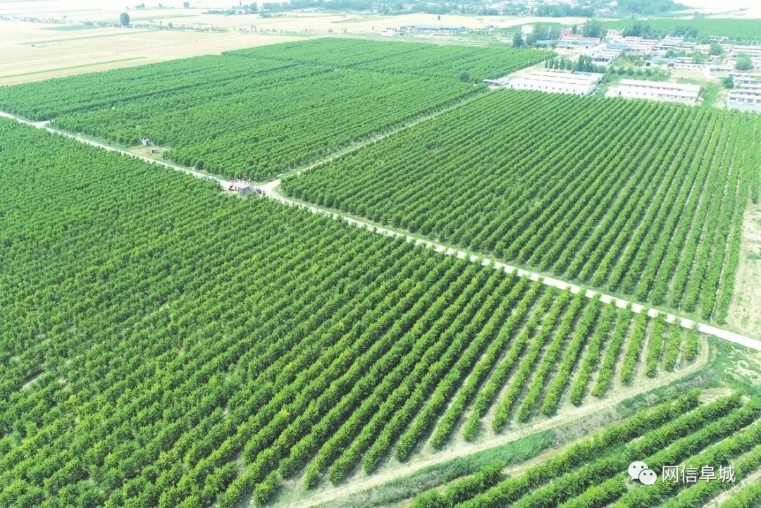 冬桃种植视频致富经_致富种植冬桃图片_冬桃种植致富经