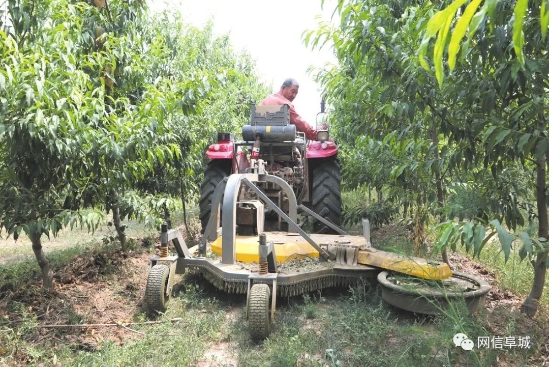 冬桃种植致富经_冬桃种植视频致富经_致富种植冬桃图片