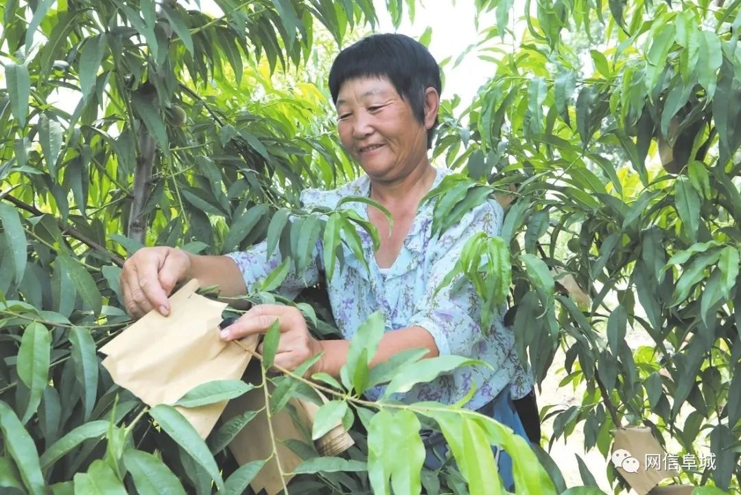 冬桃种植视频致富经_冬桃种植致富经_致富种植冬桃图片