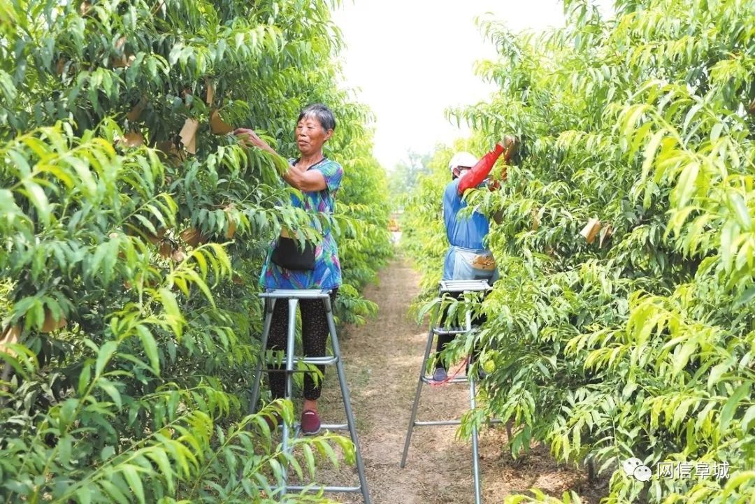 冬桃种植致富经_冬桃种植视频致富经_致富种植冬桃图片