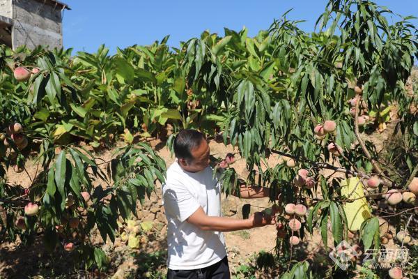 冬桃种植致富经_致富种植冬桃图片_冬桃种植视频致富经