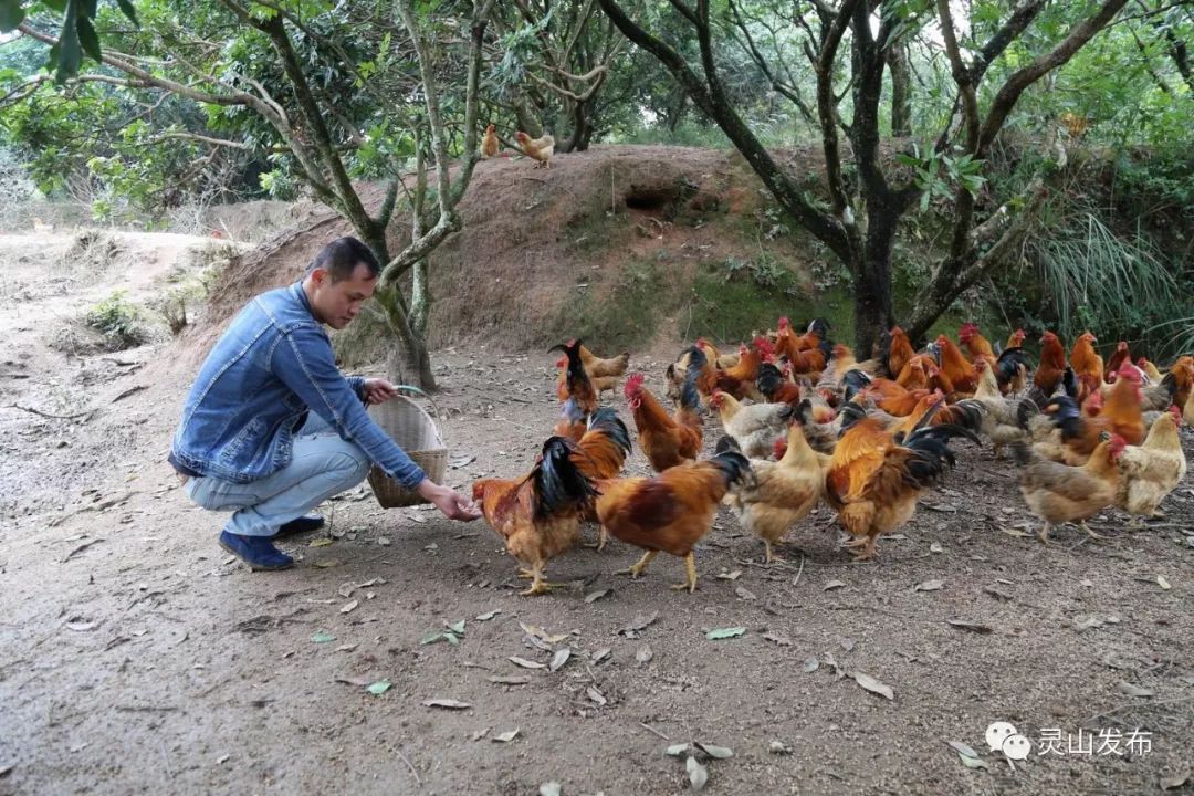 广西灵山种什么赚钱_灵山种植致富项目_灵山种植基地