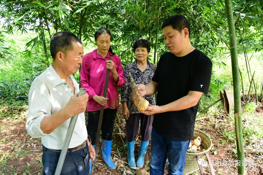 竹笋种植_致富经种植竹笋_致富笋竹种植视频