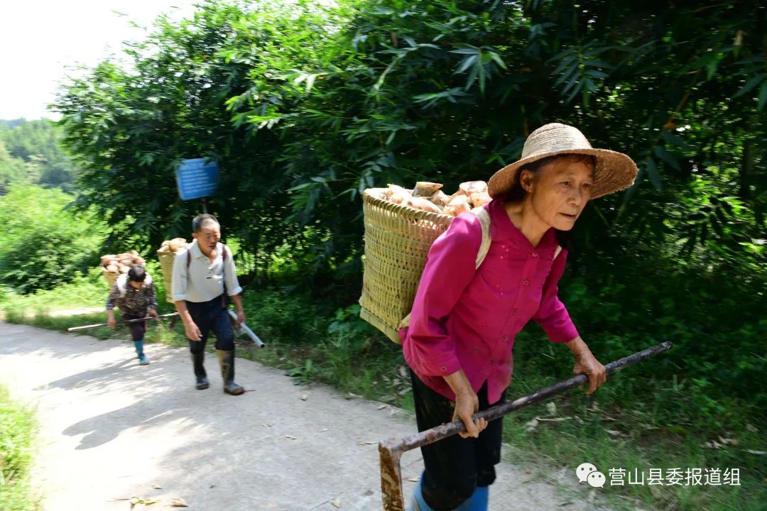 致富经种植竹笋_竹笋种植_致富笋竹种植视频