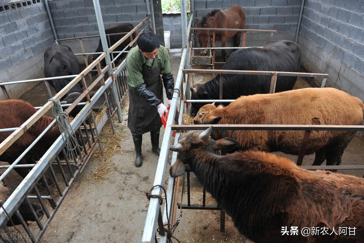 致富经牛养殖视频_致富经养肉牛_致富经肉牛养殖场的视频