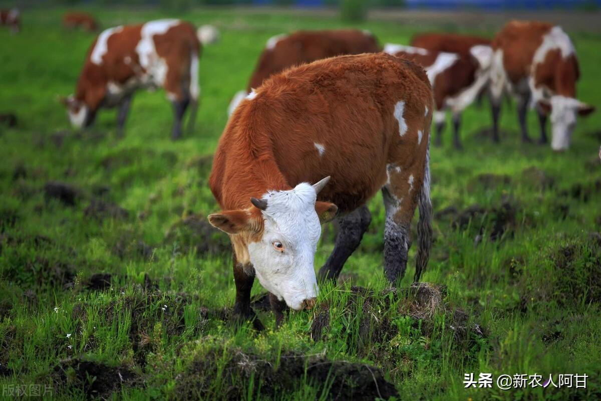 致富经肉牛养殖场的视频_致富经牛养殖视频_致富经养肉牛