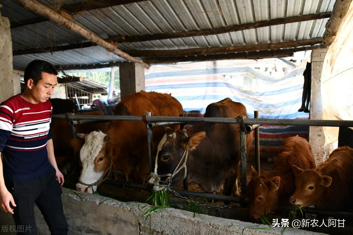 致富经养肉牛_致富经肉牛养殖场的视频_致富经牛养殖视频