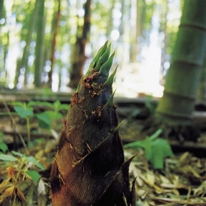 致富经种植竹笋_致富笋竹种植视频_致富笋竹种植方法