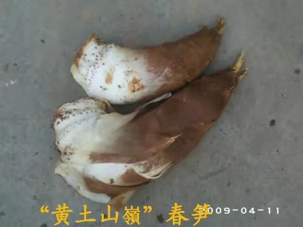 致富经种植竹笋_致富笋竹种植视频_致富笋竹种植方法