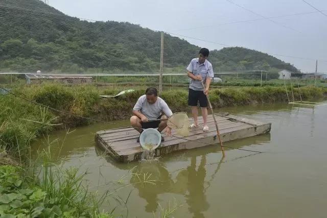 台湾加州鲈鱼苗出售_加州养殖台湾鲈技术如何_台湾加州鲈养殖技术