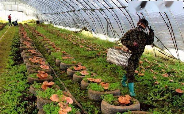 致富种植专业合作社_致富种植视频全集_种植能致富