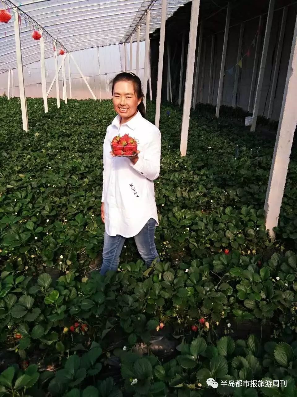 灵山种子批发在哪有_灵山种植基地_灵山种植致富项目