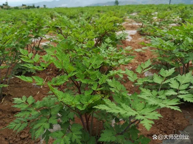 致富种植专业合作社_致富种植业_种植能致富