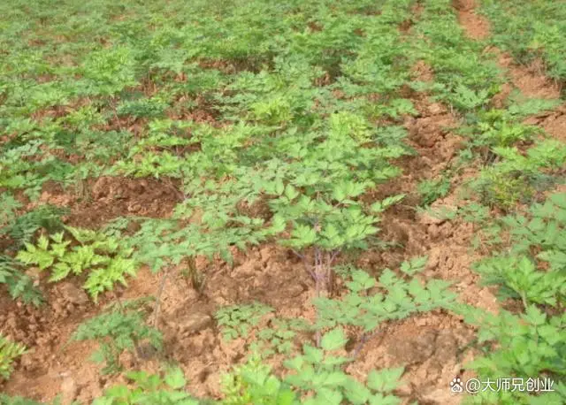 种植能致富_致富种植专业合作社_致富种植业