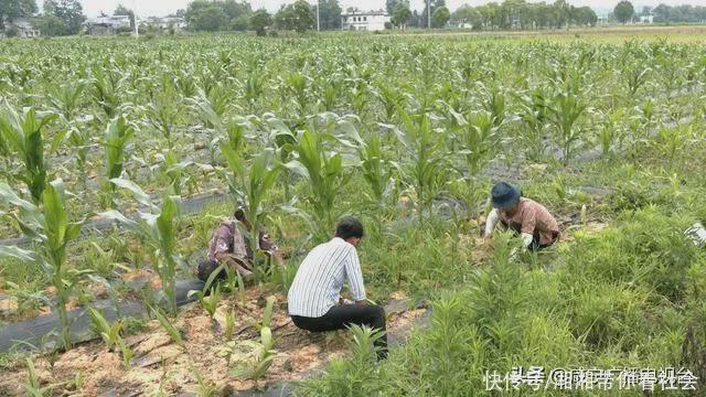 中药材种植致富经_致富药材种植方法图片_种植药材致富方法