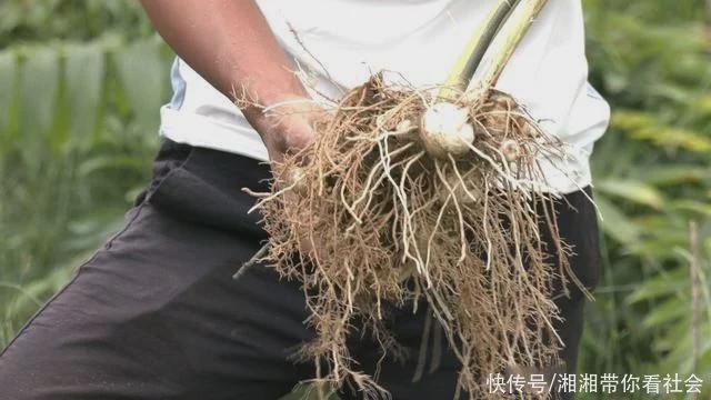 种植药材致富方法_致富药材种植方法图片_中药材种植致富经