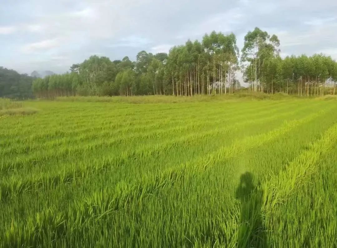 致富种植视频全集_致富种植什么比较赚大钱_种植能致富