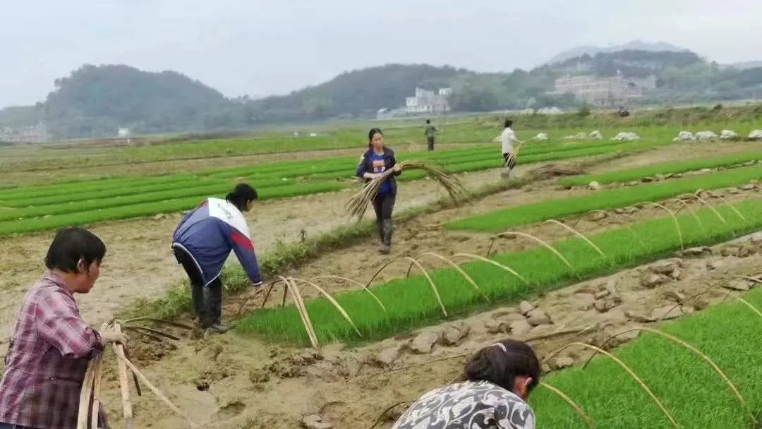 致富种植视频全集_致富种植什么比较赚大钱_种植能致富