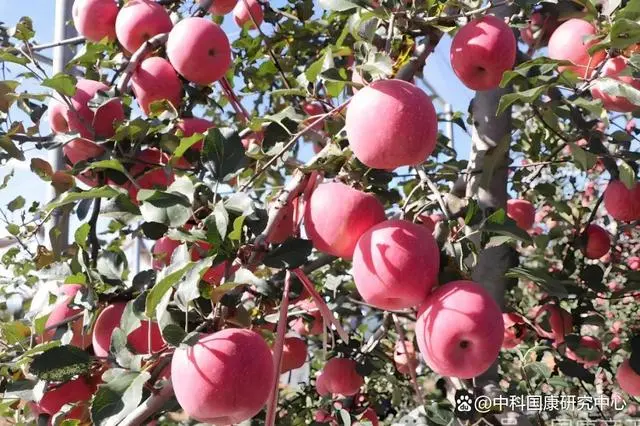 葡萄种植助力乡村振兴繁荣