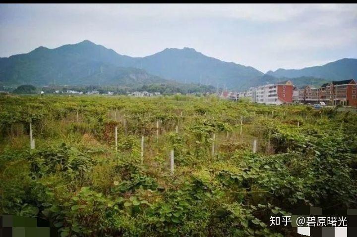 盆栽种植猕猴桃技术视频_盆栽猕猴桃种植技术_盆栽猕猴桃怎么种植方法