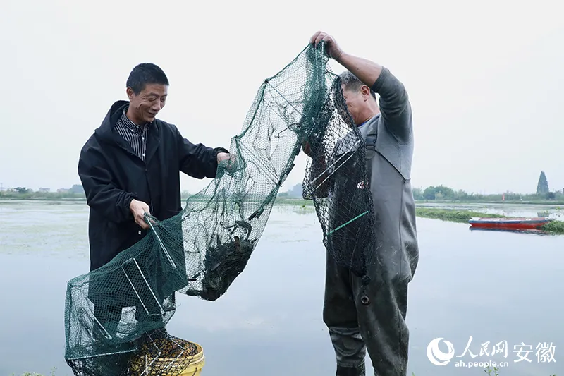 致富经澳洲龙虾_致富经澳洲淡水大龙虾养殖_澳洲淡水小龙虾致富经