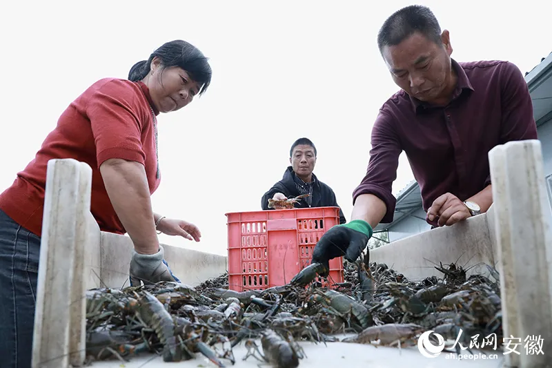 致富经澳洲淡水大龙虾养殖_澳洲淡水小龙虾致富经_致富经澳洲龙虾