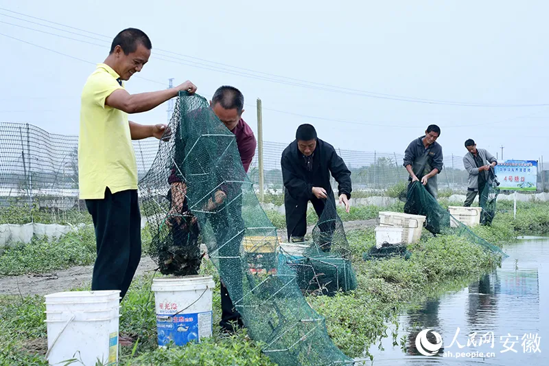 致富经澳洲龙虾_澳洲淡水小龙虾致富经_致富经澳洲淡水大龙虾养殖