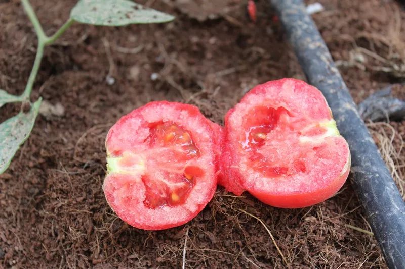 旱甜瓜种植致富_种植甜瓜赚钱吗_农广天地甜瓜种植技术视频