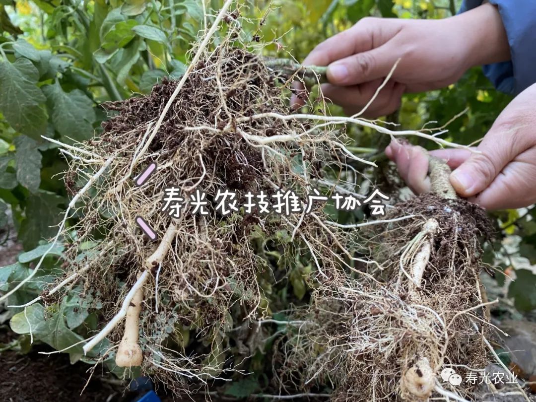 旱甜瓜种植致富_种植甜瓜赚钱吗_农广天地甜瓜种植技术视频