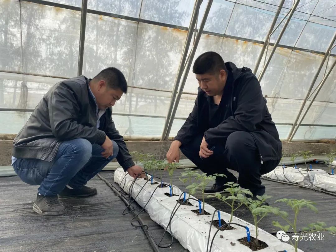 种植甜瓜赚钱吗_旱甜瓜种植致富_农广天地甜瓜种植技术视频