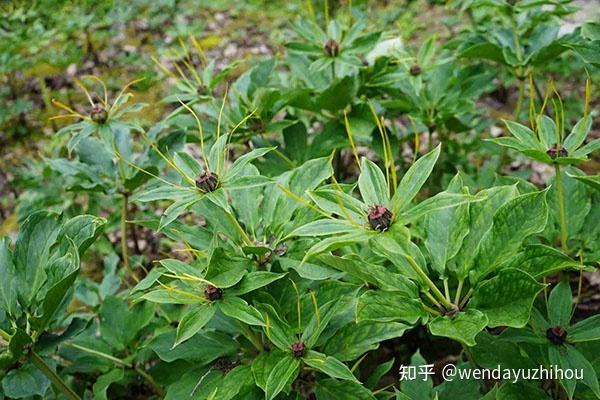 黔承惠农农业重楼种植时间及种植技术有哪些呢？