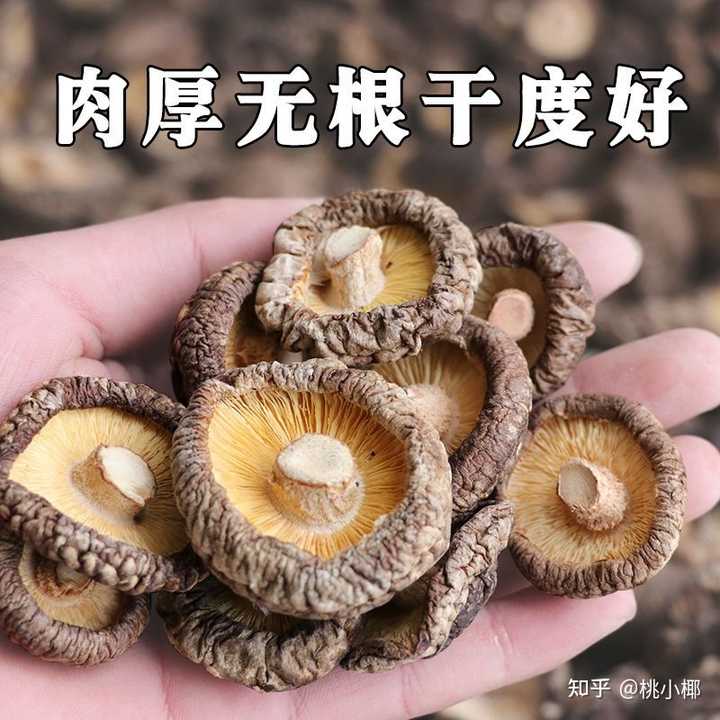 致富香菇种植方案最新_农村香菇种植赚钱_香菇种植致富方案