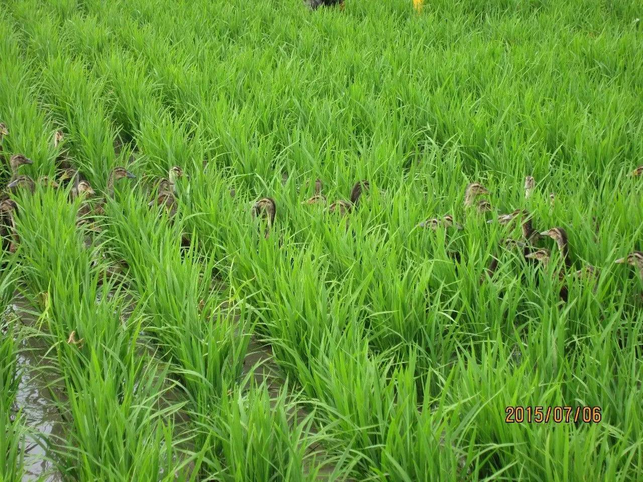 旱甜瓜种植致富_致富经甜瓜种植视频_甜瓜种植条件