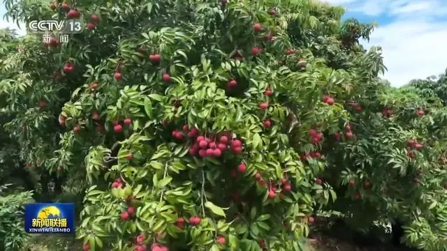 芒果种植技术与管理教程_芒果如何种植技术_芒果种植技术与管理