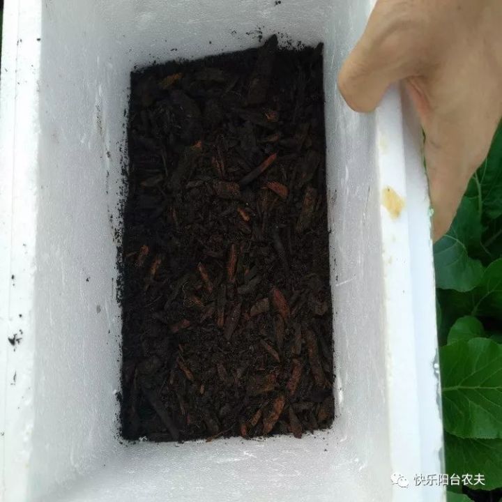 只需简单几步，花盆种出蘑菇，你要不要试试？