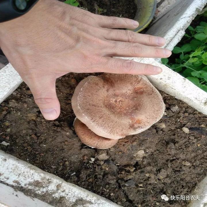 致富香菇种植方案怎么写_香菇种植致富方案_农村香菇种植赚钱