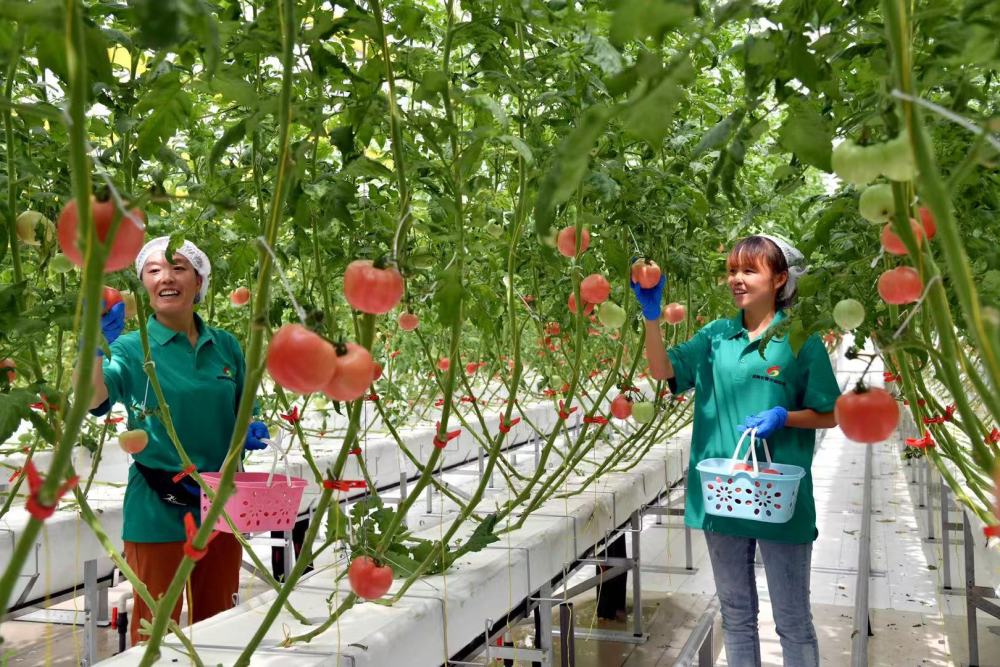 西瓜种植视频农广_西瓜种植农场_农广天地西瓜种植技术